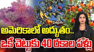 ఒక చెట్టుకు 40 రకాల పండ్లు 😲😲  One Tree Grows 40 Different types Of Fruits  InDepth  iNews [upl. by Marco]