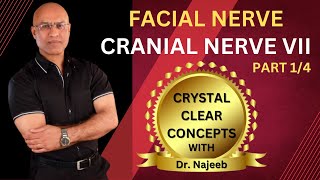 Facial Nerve  Neuroanatomy  Part 14 [upl. by Fonsie]