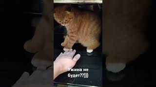 с этим малышом нужно быть на чеку всегда cat catvideos catlover cute cutecats kitten [upl. by Mitchell]