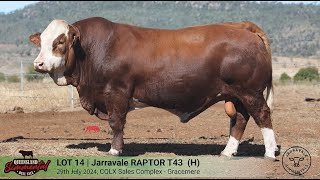 LOT 14  JARRAVALE RAPTOR T43 H [upl. by Evered]