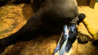 Gassy Friesian Mare Gives Birth [upl. by Ttehr]