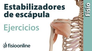 Ejercicios para fortalecer la musculatura estabilizadora de la escápula [upl. by Juli]