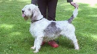 Dog Breed Video Grand Basset Griffon Vendeen [upl. by Kiran]