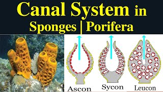 Canal System in Porifera  Types of Canal System  Ascon  Sycon  Leucon Functions of Canal system [upl. by Olsson]