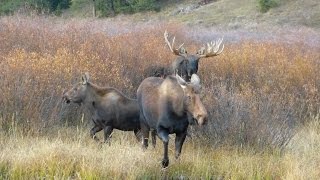 Moose in heat [upl. by Iline960]