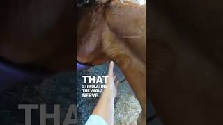 Vagus Nerve Stimulation  Animal Massage [upl. by Amalburga]