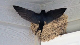 Attack of the Barn Swallows [upl. by Wolfgram741]