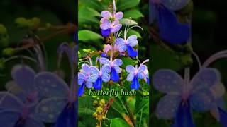 Rotheca Myricoides😍 shortshortvideo flowers shorts [upl. by Nola]