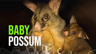 WATCH This Common Brush tailed Possum Baby Try To Snack With Mom [upl. by Eselrahc]