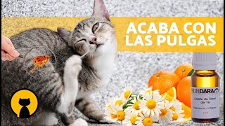 8 REMEDIOS CASEROS para las PULGAS en GATOS 🐱✅ Cómo Eliminar las Pulgas en Gatos [upl. by Avid]