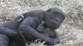 First day for a baby gorilla at the Calgary Zoo [upl. by Nangem]