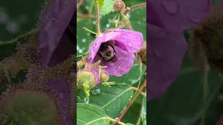 Bumblebees buzzing on Thimbleberries [upl. by Ahtamas]