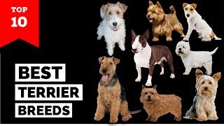 Terrier Breeds – Top 10 Popular Terrier Dogs [upl. by Haimirej]