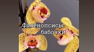 Орхидеи 🌸 чтобы раскрасить нашу жизнь радостью 🌸 [upl. by Anerac]