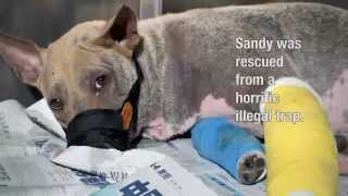 Sandy is desperately looking for a home [upl. by Nedle]