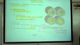 ANATOMY CIRCULATORY SYSTEM PART 5 HISTOLOGY OF BLOOD VESSELS by Professor Fink [upl. by Ttam]