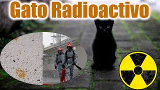 El Gato Radioactivo que todos buscan [upl. by Alexei92]