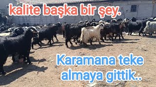 Karamana erkek teke almaya gittik tekeler gerçekten güzel [upl. by Acirfa]