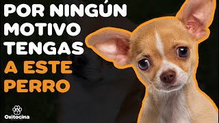 CHIHUAHUA 7 RAZONES PARA NO TENERLO [upl. by Parnas]