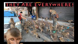 Monkey Madness in Thailand Lopburi [upl. by Saddler]