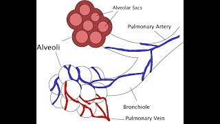 Structure and functions of bronchioles and alveoli explained in UrduHindi [upl. by Winter]