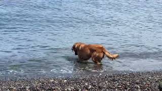 Happy Alaska Dog Diving for Rocks [upl. by Tankoos696]