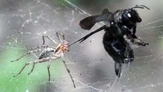 ПАУК И ПЧЕЛА spider attacks xylocopa valga [upl. by Attenal]