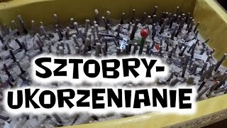 Sztobry winorośli ukorzenianie 09 [upl. by Yelkao647]