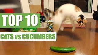 TOP 10 CATS vs CUCUMBERS [upl. by Hana]