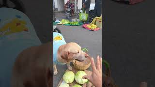 Dog shopping for food from the stall owner’s perspective摊主视角看狗狗买菜 [upl. by Cila761]