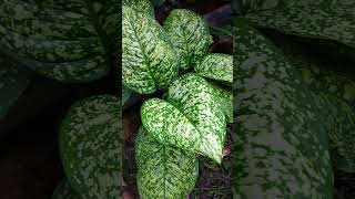 Aglaonema Variety nature plants gardenplants [upl. by Bernstein]