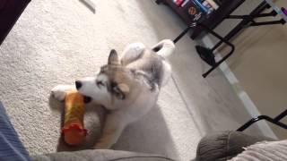 Alaskan Malamute Puppy Howling [upl. by Mirelle935]