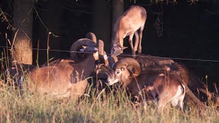 Muffelwildjagd in Thüringen [upl. by Anoiek]