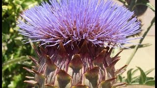 Cardo comestible Cynara cardunculus wwwriomoroscom [upl. by Gemmell]