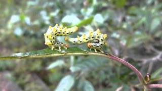 Sawfly Larva Threat Display ヒラアシハバチ幼虫の威嚇姿勢 [upl. by Aliekahs]