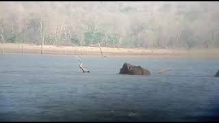 at kabini backwaters by boat safari [upl. by Mahmud]