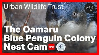 Oamaru Blue Penguin Nest [upl. by Nosoj765]