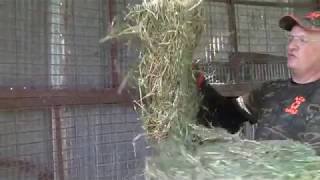 Easy Cheap DIY Goat livestock Hay Feeder [upl. by Embry802]