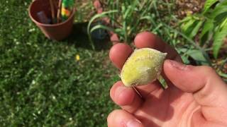 Plum Curculio ATTACKING my Peaches [upl. by Atnicaj645]