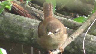 Baby Wren Fledgling feeding  British Birds UK [upl. by Lacee]