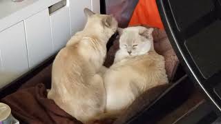 Tonkinese Cats Grooming amp Cuddling info [upl. by Sion]