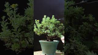 Summer Pruning Potentilla bonsai [upl. by Scibert702]