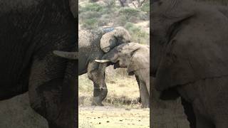 Elephants Fighting Wincent AWODN nature wildlife elephant [upl. by Slin]