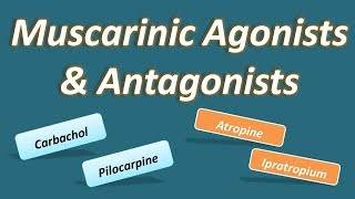 Muscarinic agonists and antagonists [upl. by Ical]