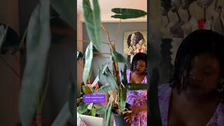 My Philodendron Billietiae is HUGE plants [upl. by Raynah]