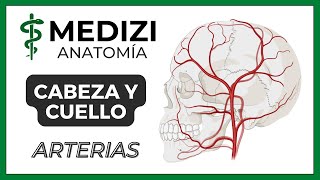 💥IRRIGACIÓN DE CABEZA Y CUELLO  GUIA DEFINITIVA ¡Carótida externa y sus ramas en 24 minutos [upl. by Ehrlich150]