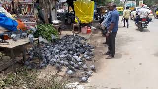 quotKabootarquot Culture in Rajasthan A vloggers journey raising champion racing pigeons [upl. by Laersi696]