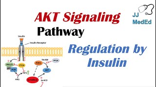 AKT Signaling Pathway Regulation by the Insulin Signaling Cascade [upl. by Tybie229]