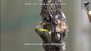 OLIVEBACKED SUNBIRD Nesting with One Little Chick [upl. by Emanuele157]