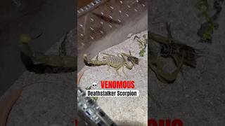 Deathstalker Scorpion with highly toxic venom stings a cricket wildlife scorpion shorts venomous [upl. by Laikeze]